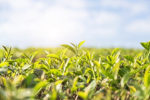 Oolong roste na velkých plantážích