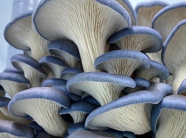 Pleurotus columbinus - modrá hlíva 