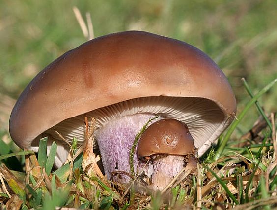 Houba s hnědým kloubkem a fialovou nohu.