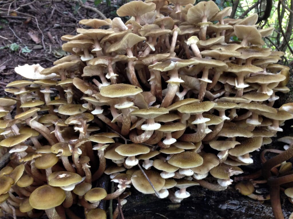 Obrovský shluk hub, které vyrůstají na kmeni stromu.