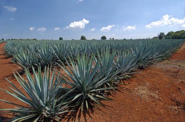 Plantáž plná pichlavé bylinky, připravené na sklizeň.