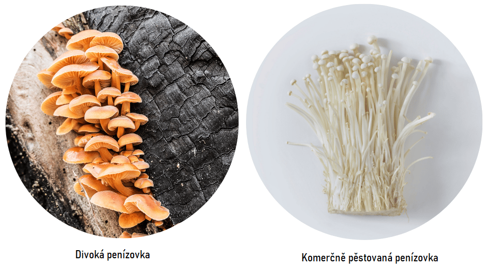 Rozdíl mezi divokou penízovkou a pěstovanou v zajetí.