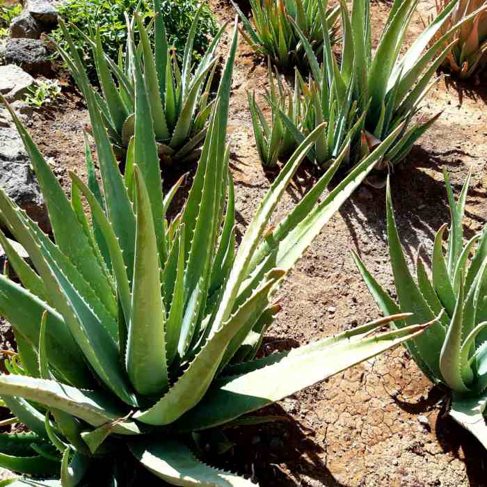 Rostlina aloe vera.